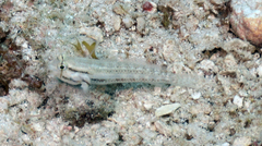 Gnatholepis thompsoni