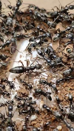 Matabele Ant