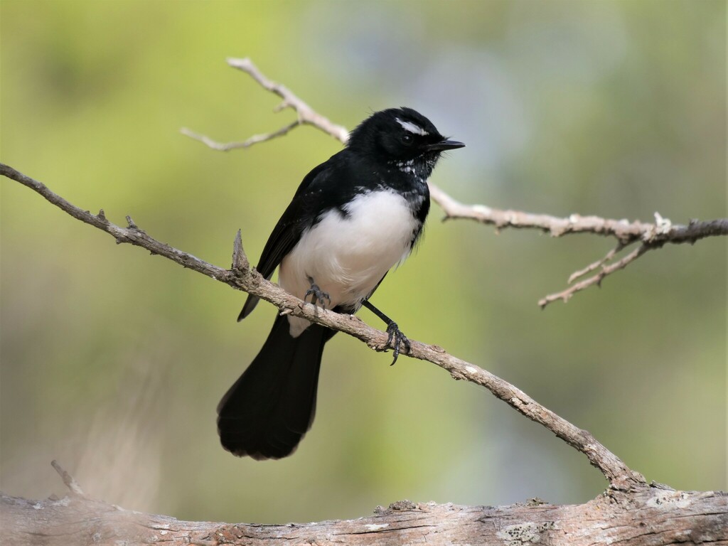 Willie Wagtail from Belvidere SA 5255, Australia on April 27, 2023 at ...