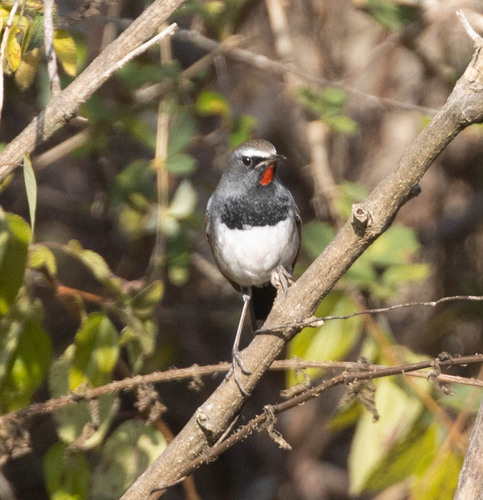 Himalayan Rubythroat (Calliope pectoralis), photo 5