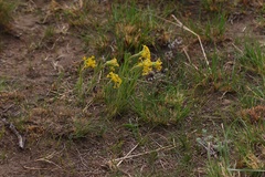 Lasiosiphon kraussianus kraussianus