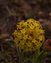 Lasiosiphon kraussianus kraussianus
