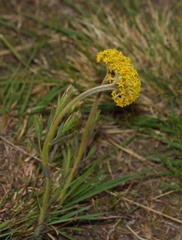 Lasiosiphon kraussianus kraussianus