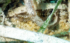 Pseudosquilla ciliata