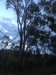 Eucalyptus albens