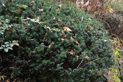 Taxus cuspidata