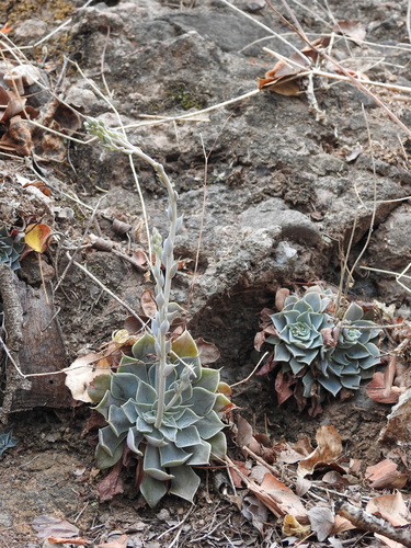 Graptopetalum sinaloensis