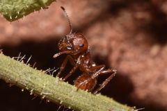Pogonomyrmex salinus