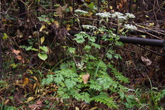 Angelica pubescens