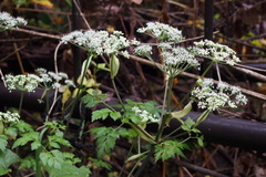 Angelica pubescens