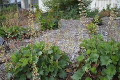 Heuchera maxima
