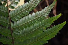 Dryopteris uniformis