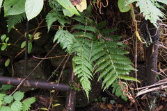 Dryopteris uniformis