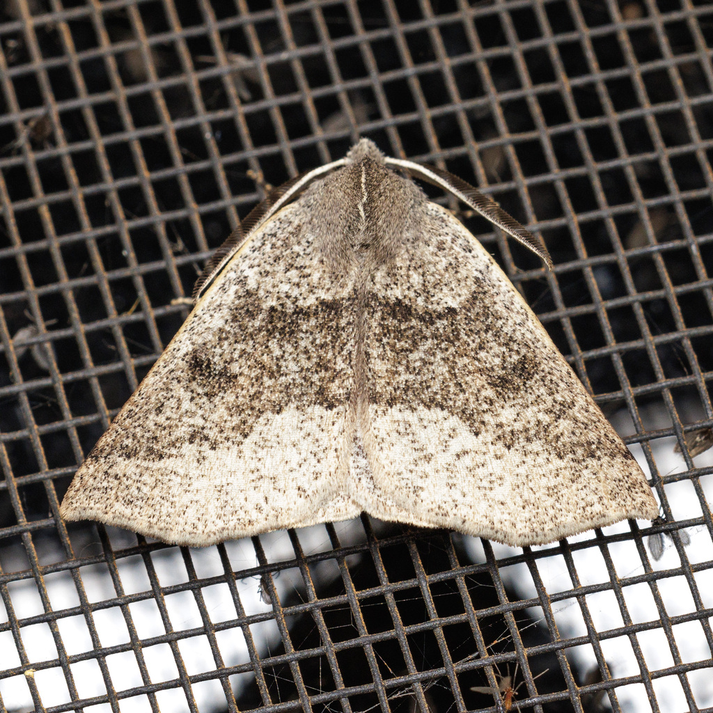 Hidden Cape Moth