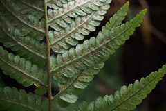 Dryopteris uniformis
