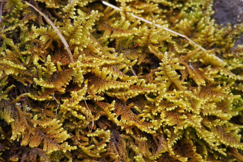Hypnum plumaeforme