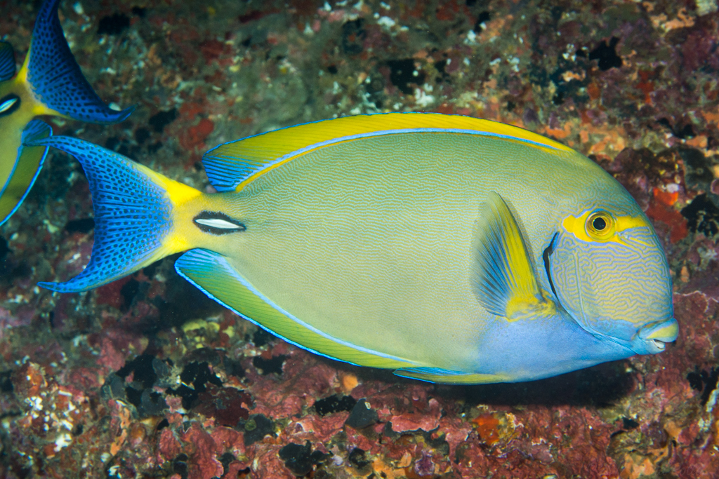 Eyestripe Surgeonfish (reef Fish Of The Hawaiian Islands) · Inaturalist