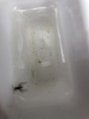Insecta