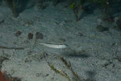 Diplectrum bivittatum