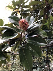 Magnoliaceae