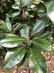 Magnoliaceae