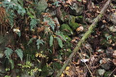 Struthiopteris niponica