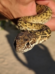 Masticophis fuliginosus