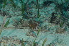 Serranus baldwini