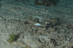 Serranus tortugarum