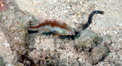 Xyrichtys splendens