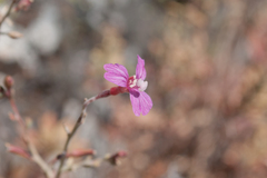 Epilobium nivium