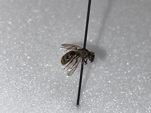 Lasioglossum nigrum