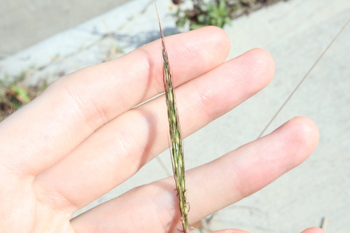 Image of Bothriochloa macra by (c) Thomas Mesaglio, some rights reserved (CC BY)