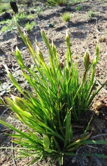 Aristea cantharophila