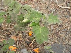 Solanum mammosum
