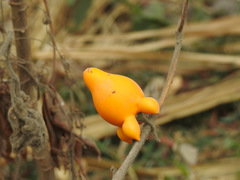 Solanum mammosum