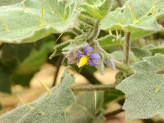 Solanum mammosum