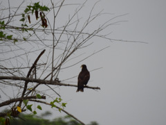 Rostrhamus sociabilis