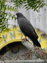 Rostrhamus sociabilis