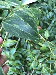 Iteaceae