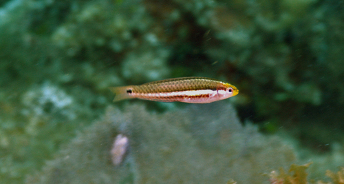 Social wrasse (Halichoeres socialis) — Labridae — 3