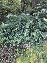 Iteaceae
