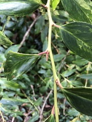 Iteaceae