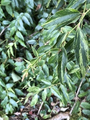 Iteaceae