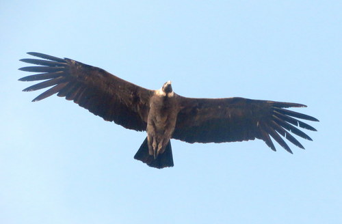 Vultur gryphus