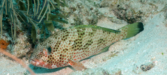 Epinephelus guttatus