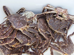 Paralithodes camtschaticus
