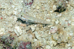 Gnatholepis thompsoni
