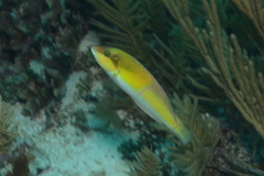 Yellowhead Wrasse photo 5