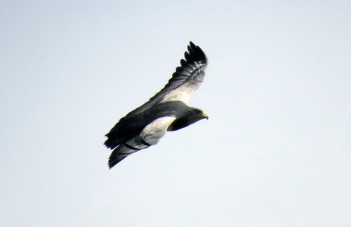 Geranoaetus melanoleucus